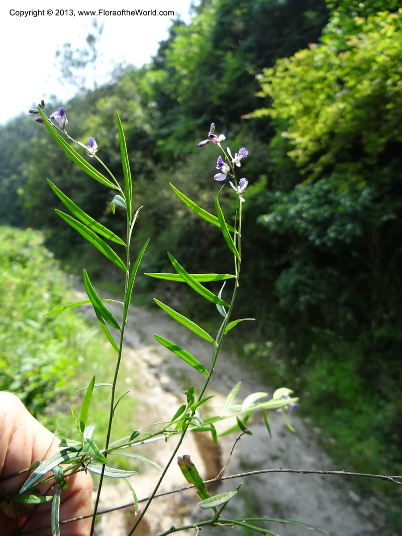 Polygala hongkongensis var. stenophylla, Li Pan 1205288--China. Zhejiang Prov. Shunxi Village. 28 May 2012. DSC00347 (245).JPG