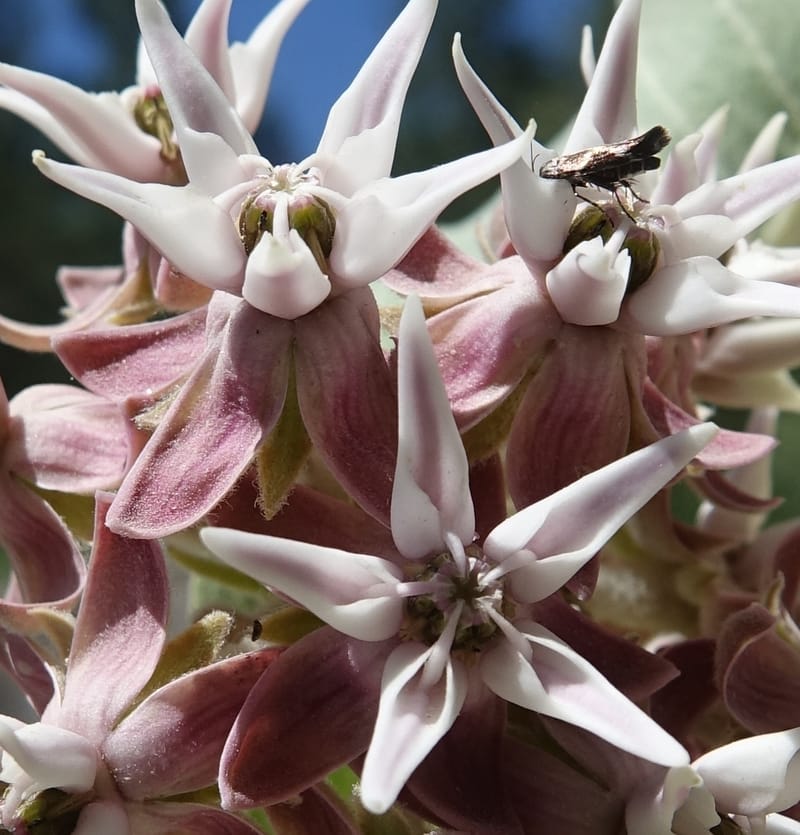 Asclepias speciosa, C. Davidson 13729--ID. Boise Co. Robie Creek Rd. 21 July 2017. DSC03548 (49).JPG