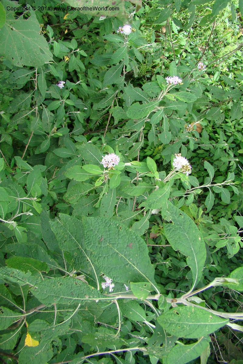 Vernonia, Phillipson 6129--Madagascar. Prov. Fianarantsoa. Hwy to Tana. 15 Jan 09. 044 (9).jpg