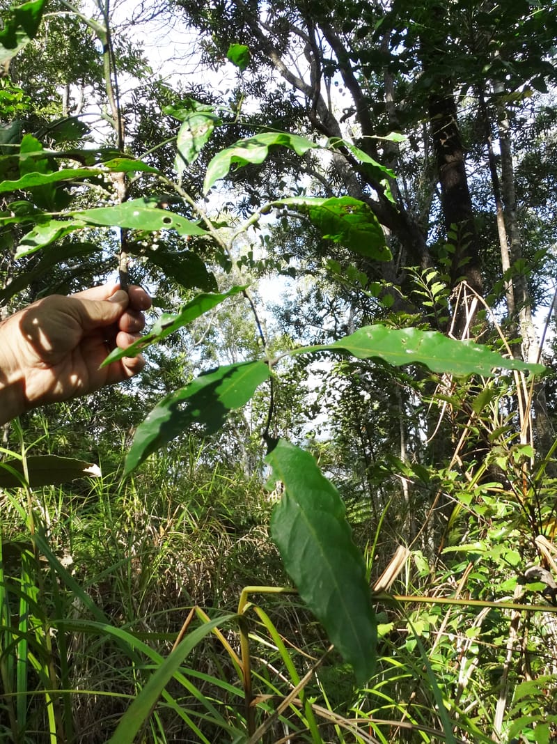 Cupaniopsis inoploea, Munzinger, J 7406--New Caledonia. Haute Robinson. 11 Nov. 2015. DSC00909 (527).JPG