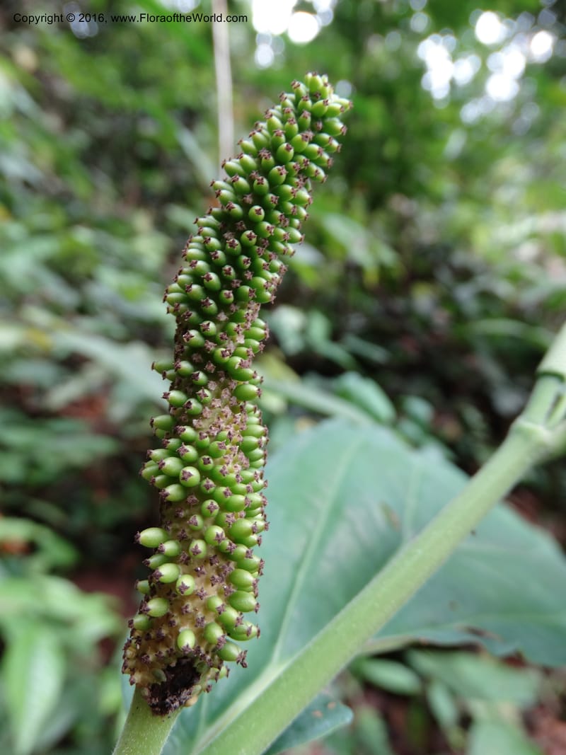 Piper, Davidson, C 12746--Sabah. Sg. Nelumad. 12 Oct 2014. DSC04383 (76).JPG