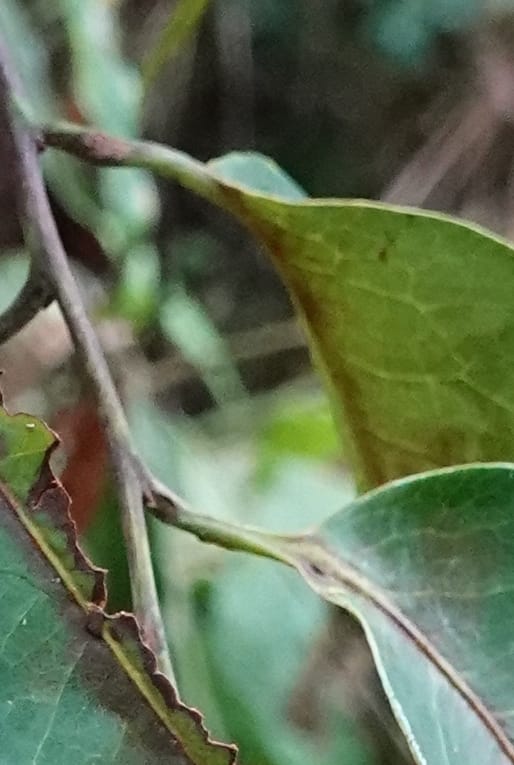 Staudtia gabonensis, C. Davidson 13939--Gabon. Maurel & Prom Oil Rd. 2 Nov. 2018. DSC01376 (269).JPG