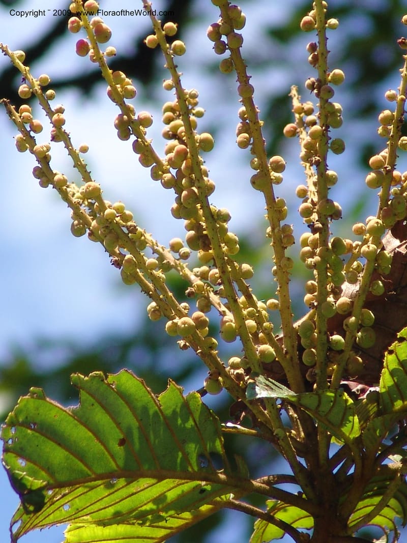 Clethra, Croat94765--Ecuador. Prov. Carchi. El Chical, twd El Carmen. 17 Feb 05. 032.jpg