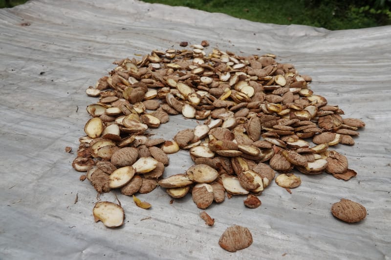 Irvingia gabonensis, C. Davidson 13929--Gabon. Missome Village. 31 Oct 2018. DSC00817 (106).JPG