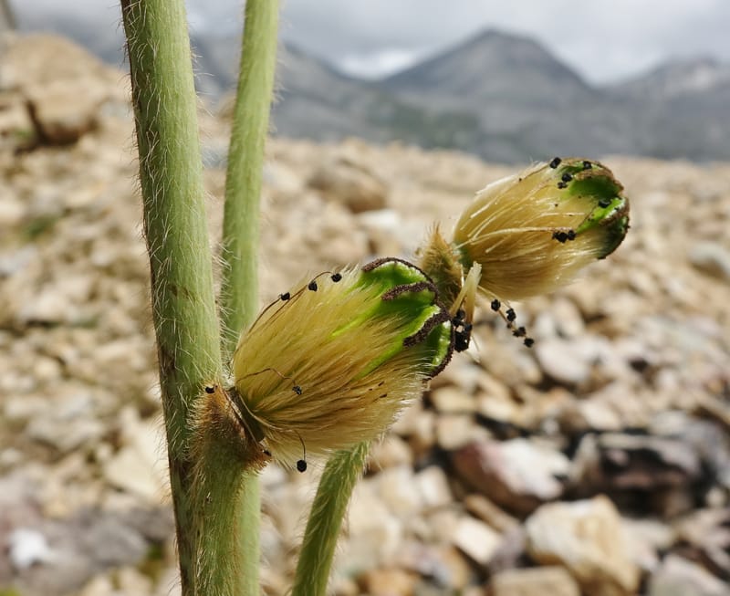 Meconopsis integrifolia subsp. integrifolia, D. Boufford 44063--China. Sichuan. Zhe Duo Shan. 17 Aug 2017. DSC06717 (412).JPG