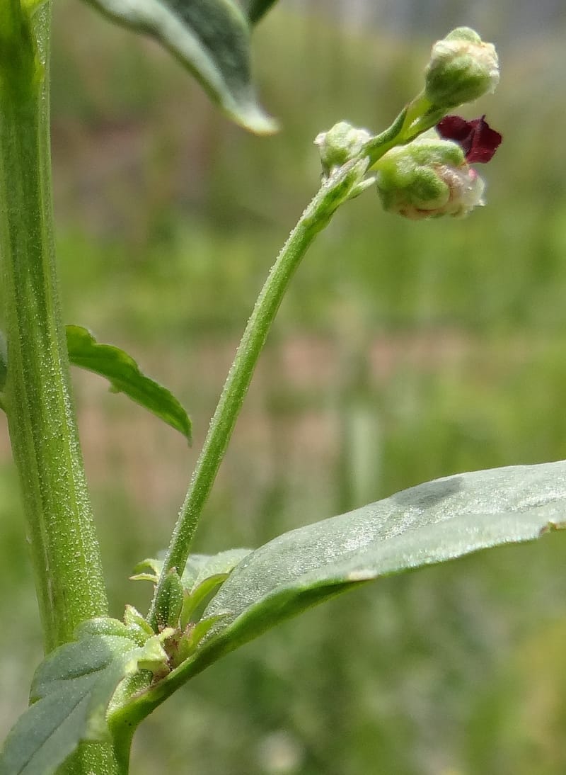 Scrophularia--Kurdistan. Hawraman. Stop 5. 22 May 2013. DSC04493 (44).JPG