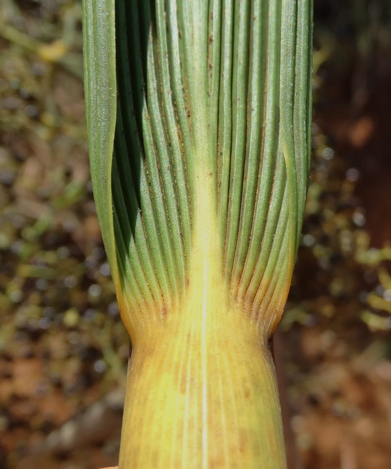 Joinvillea, Callmander, M 1274--New Caledonia. PinPin. 20 Nov 2015. DSC03938 (370).JPG