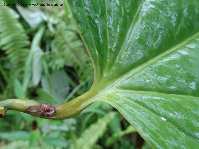 Smilax borneensis, Davidson, C 12935--Sabah. Kinabalu Nat. Park. Nalumad Substesen. 29 Mar 2015. DSC01294 (203).JPG