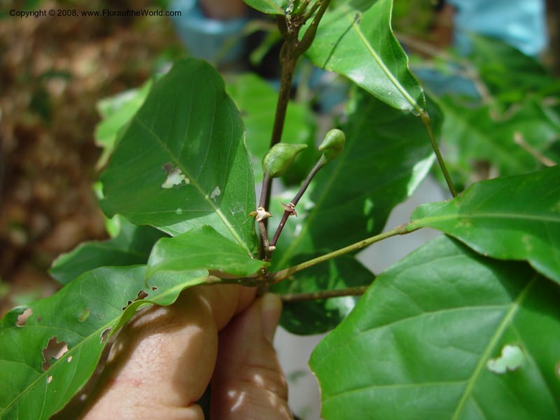 Capparis frondosa--Costa Rica, Palo Verde Biol. Sta. 1 Apr 03. 184.jpg