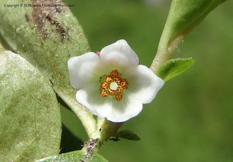 Gaultheria humifusa, Davidson, C 12546--ID. Valley Co. Cloochman Saddle Rd. 1 Jul 2014. DSC09181 (71).JPG