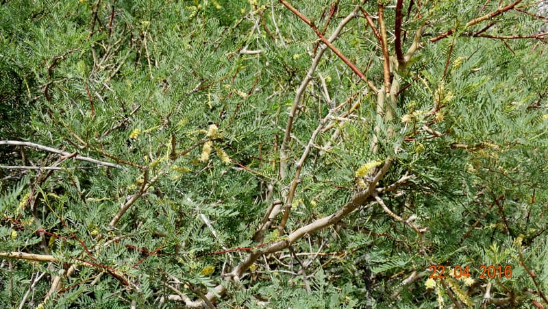 Prosopis glandulosa torreyana, Davidson, C 13168--California, Afton Canyon, 22 Apr 2016  8301 (2).JPG