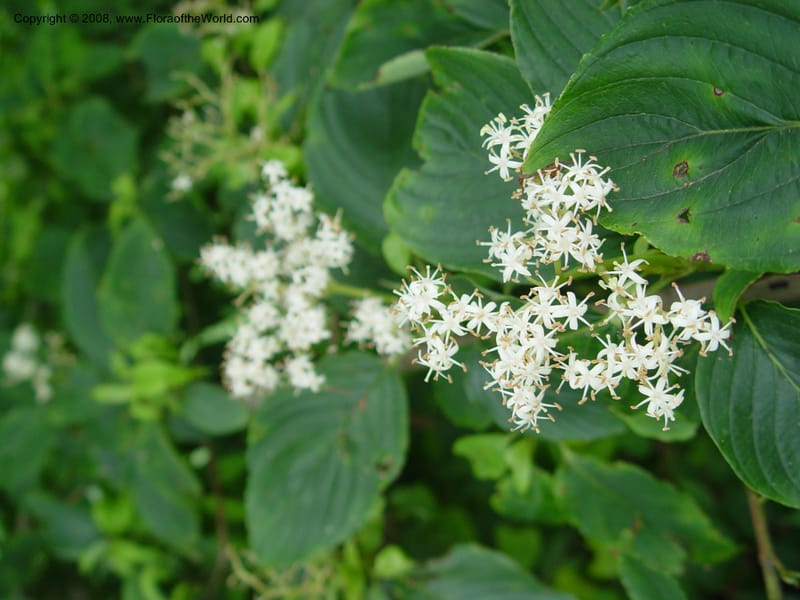 Cornus brachypoda--Japan. Honshu. Shiga Pref. Ibukiyama. 18 Jul 03. 059.jpg