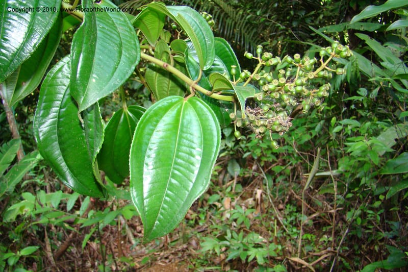 Adelobotrys adscendens, Mori 27362--French Guiana. E of Cacao, road to water reserve. 1 Nov 09. 173.jpg
