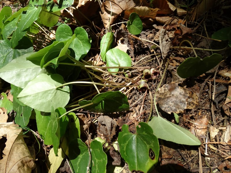 Asarum minus, Davidson, C 13010--Tennessee. Greene Co. Paint Rock, Paint Cr. 15 May 2016 (24).JPG