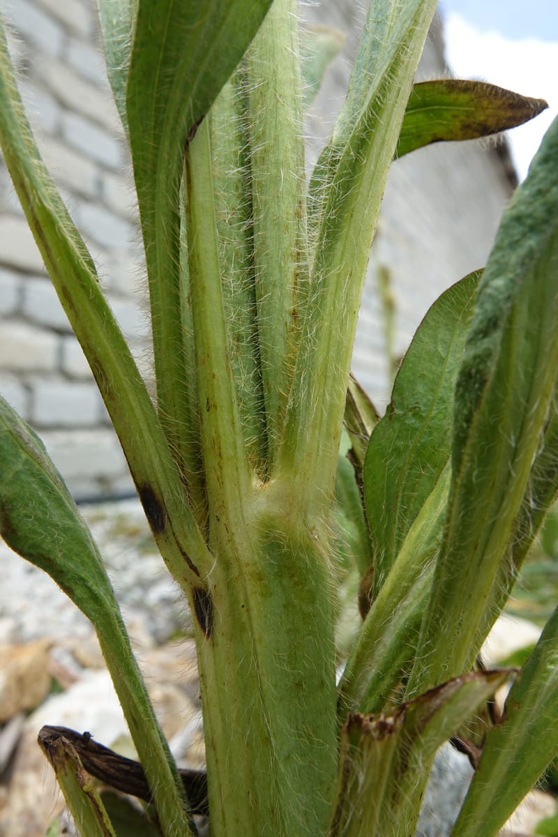 Meconopsis integrifolia subsp. integrifolia, D. Boufford 44063--China. Sichuan. Zhe Duo Shan. 17 Aug 2017. DSC06717 (399).JPG