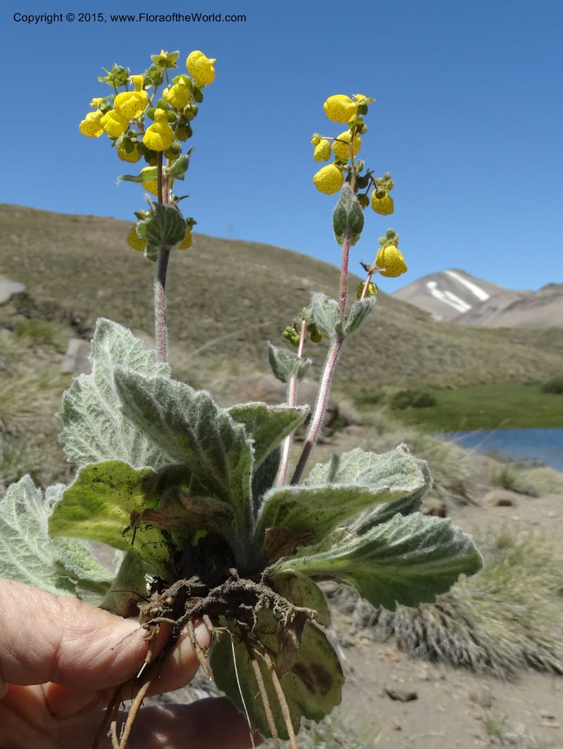 Calceolaria corymbosa, Davidson, C 12792--Chile. Ruta 115, to Laguna del Maule. 24 Nov 2014. DSC07486 (447).JPG