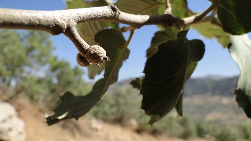 Quercus ithaburensis ssp. macrolepis, A. G. Miller 132.13--Iraq. Kurdistan. Shakh-i Pira Magun. Gueza Khan. 11 June 2010. 017 (16).jpg