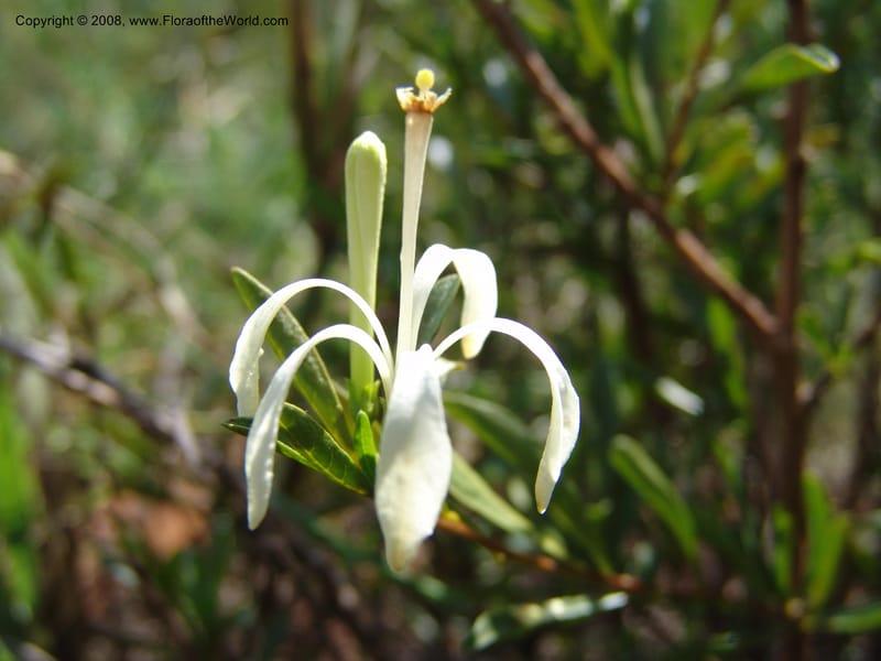 Turraea obtusifolia--So.Africa. Mpumal. twd Rietfontein. 16 Mch 05. 332.jpg