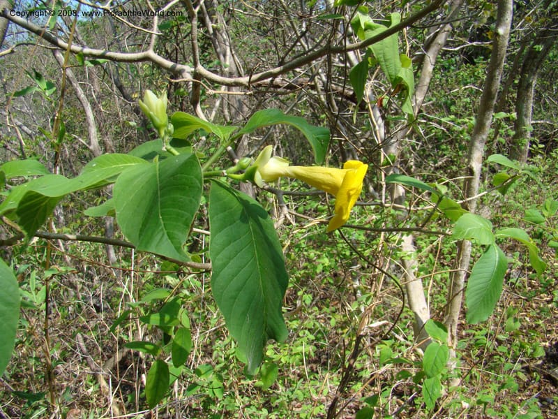 Stemmadenia obovata--Costa Rica. Guanac. Palo Verde Biol. Sta. 6-7 Apr 08. 041.jpg