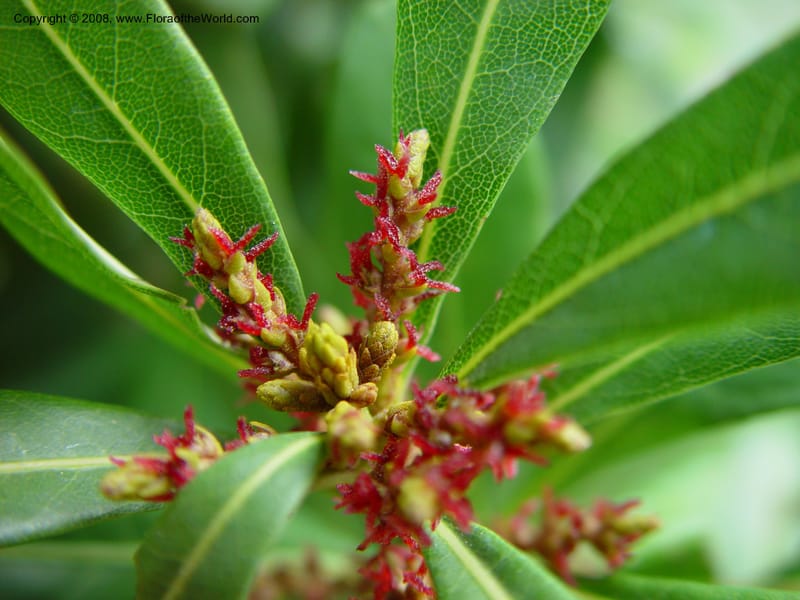 Myrica rubra. 65.0176--CA. UC Berkeley Bot. Gard. 11 Feb 03. 050.jpg