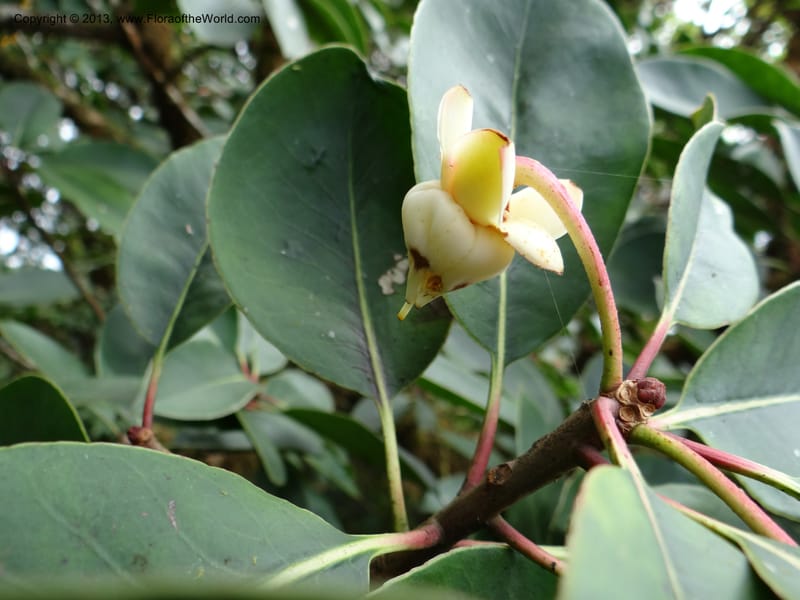 Anneslea fragrans, VC 5499--Thailand. Chiang Mai. Doi Inthanon Nat. Park. 8 Nov 2012. DSC07747 (142).JPG