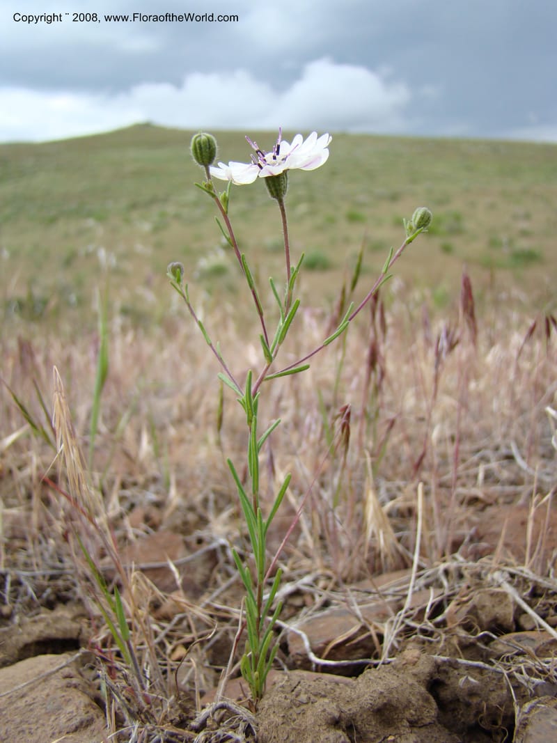 OR. Malheur Co. Leslie Gulch. 1 Jun 08. 104.jpg