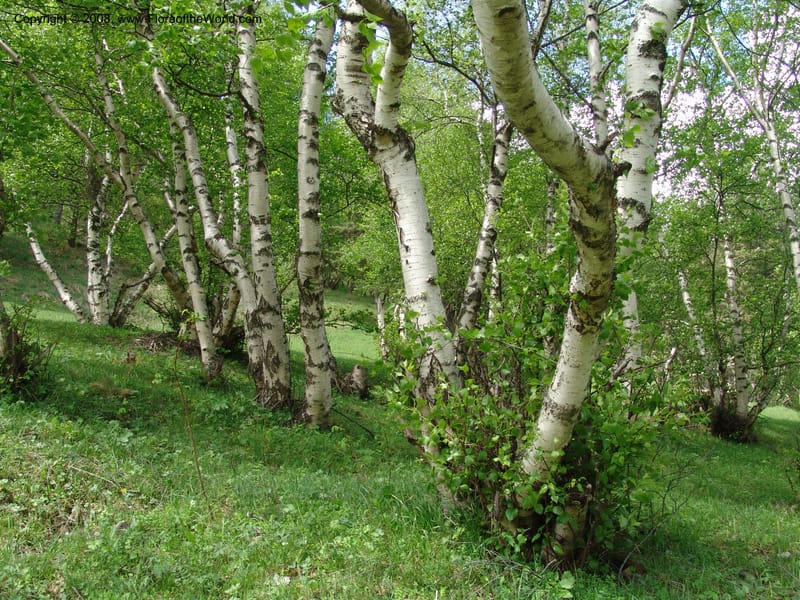 Betula litwinowii--Georgia. Kazbeki. Trail-road to Sameba Church. 2 Jun 05. 056.jpg
