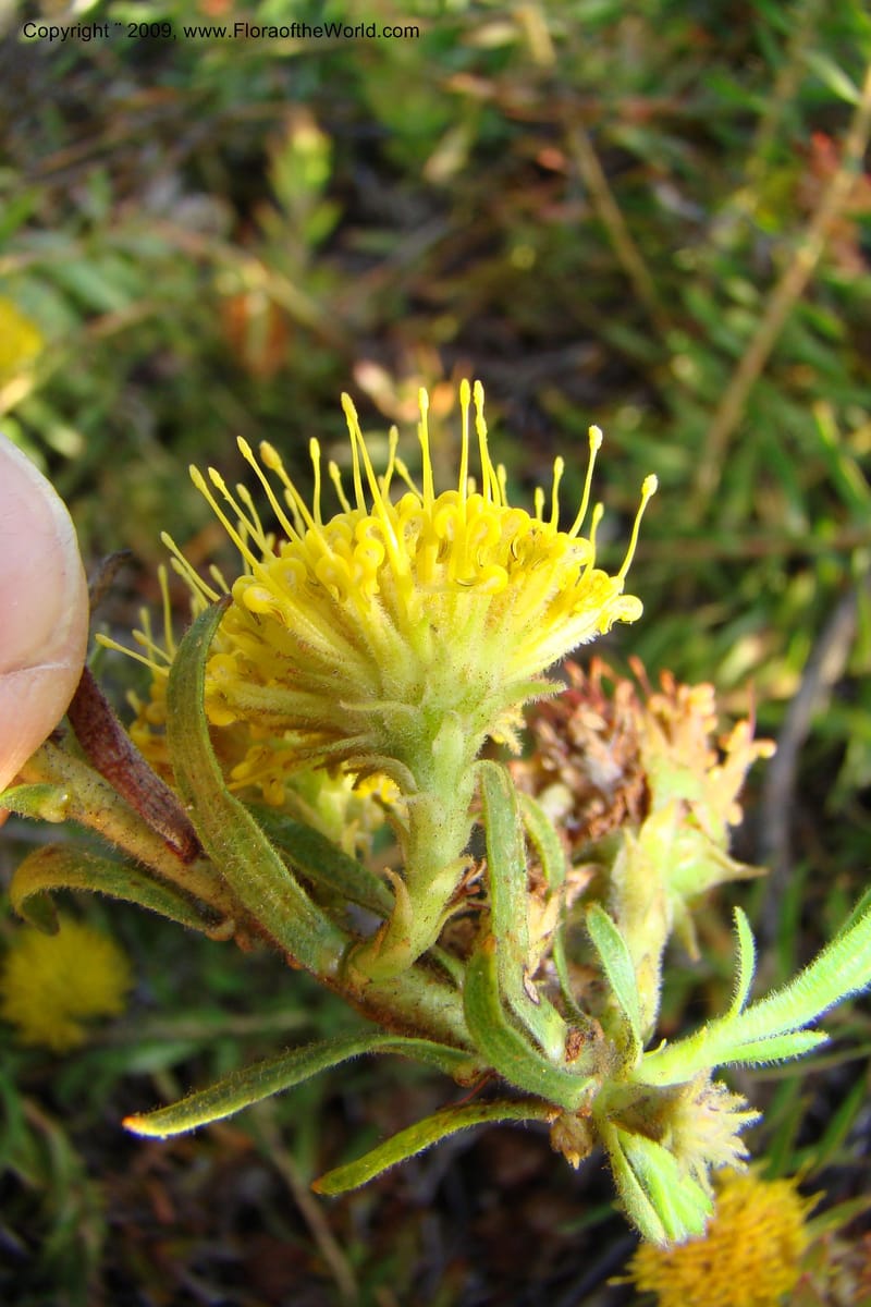 Leucospermum, Z. Rogers 1259--So. Africa. W. Cape. E of Stanford, Hermanus Rd. 19 Jan 09. 033.jpg