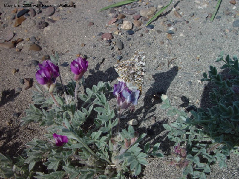 Astragalus purshii--ID. Owyhee Co. Bruneau Dunes St. Park. 20 Apr 03. 034.jpg