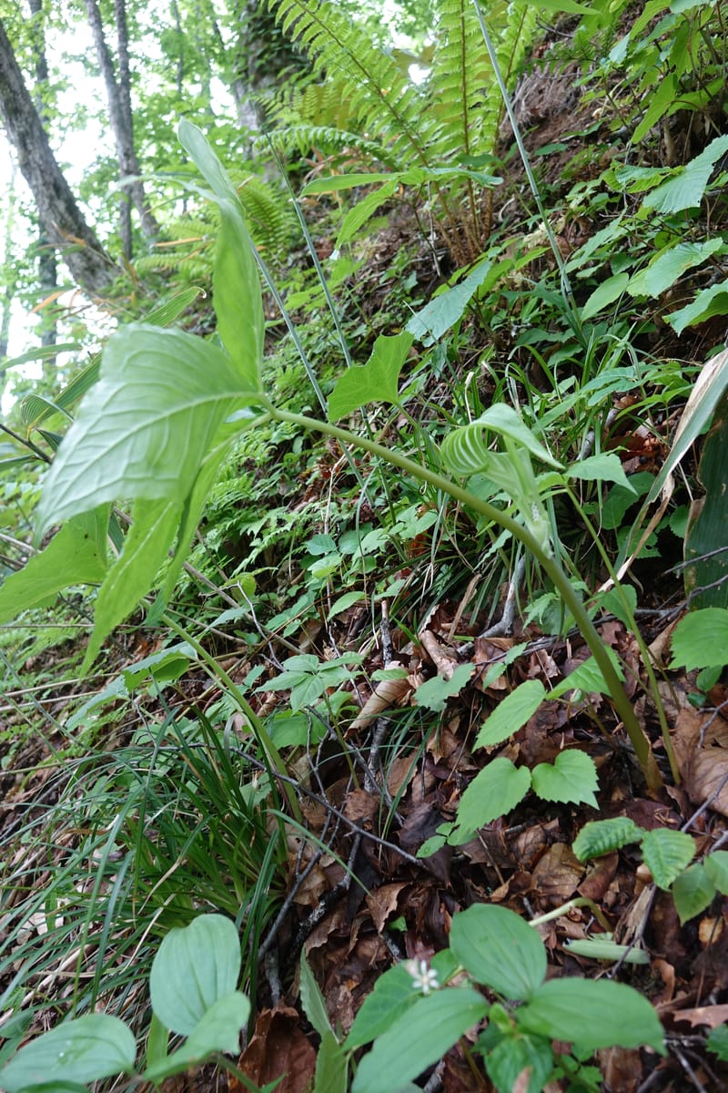 Arisaema amurense var. robustum--Japan. Niigata. Sasagamine. Yu Memidaira. Forest Therapy Trail. 28 May 2016. DSC04970 (14).JPG