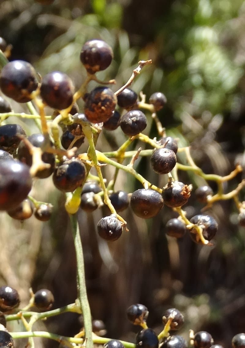 Joinvillea, Callmander, M 1274--New Caledonia. PinPin. 20 Nov 2015. DSC03938 (361).JPG