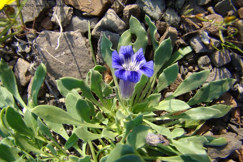 Aptosimum indivisum, C. Davidson 11551--South Africa. Northern Cape. Toward Gannabos. 25 Aug 09. 010 (3).jpg