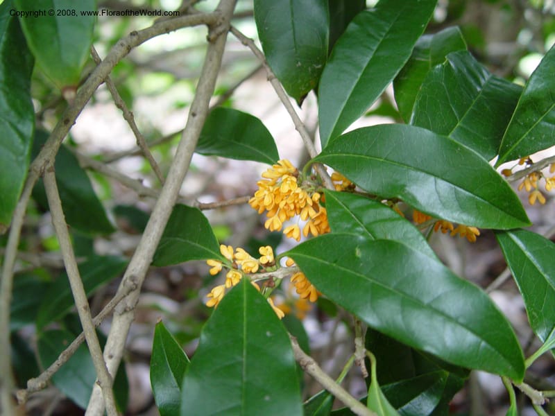 Osmanthus fragrans--NC. Sarah P. Duke Garden, Durham. 11 Oct 03. 054.jpg
