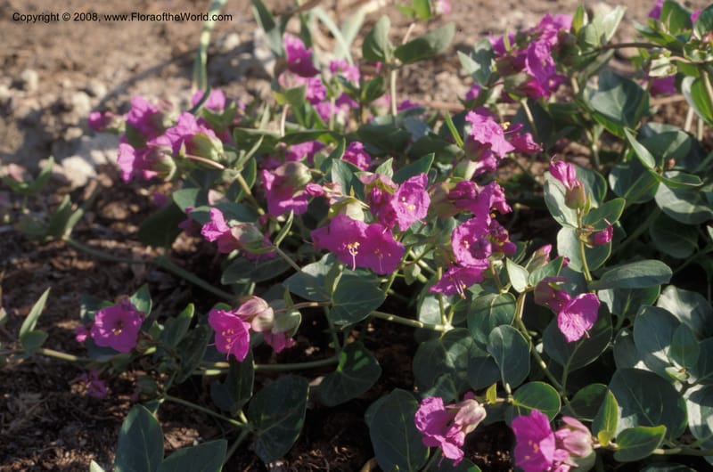 Mirabilis macfarlanei--ID. Idaho Botanical Garden, Boise. May 89. 004.jpg