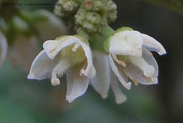 Euodia, Regalado 1886--Viet Nam. Hon Ba Nature Res. 12 May 2011. 042 (8).jpg