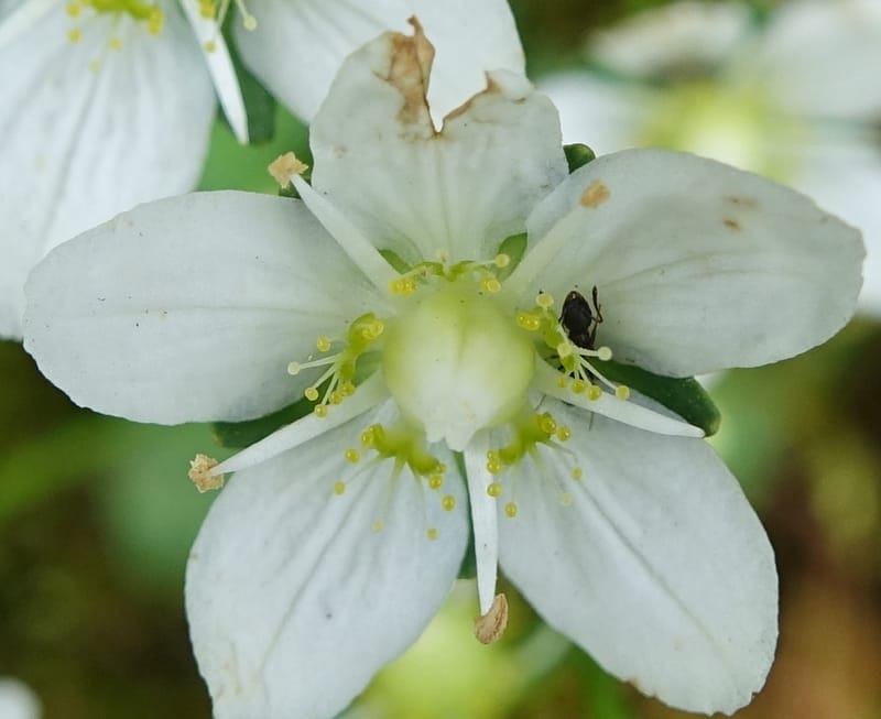 Parnassia palustris, Tseng Yu-Hsin 1316--Taiwan. SW of Nanshan on highway 7. 20 May 2016. DSC03339 (28).JPG