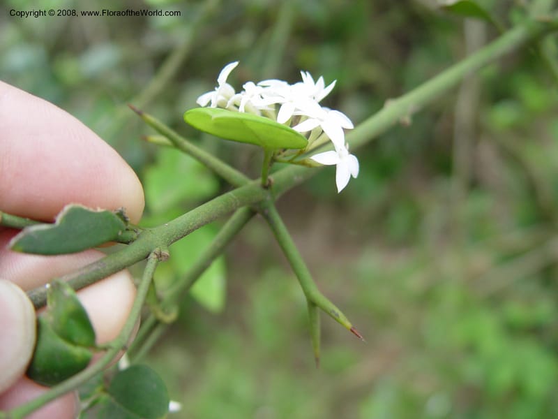 Carissa bispinosa--So. Africa. Durban. Zimbali Golf Estates. 3 Oct 03. 045.jpg