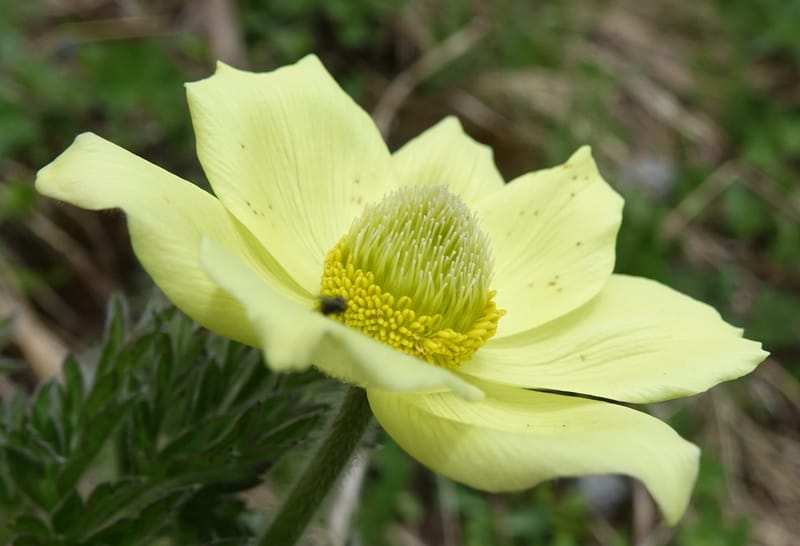 Pulsatilla alpina, Davidson, C 13235b--Switzerland. N of Hotel Belvedere on Grimselpass rd. 1 Jul 2016. DSC07465 (17).JPG