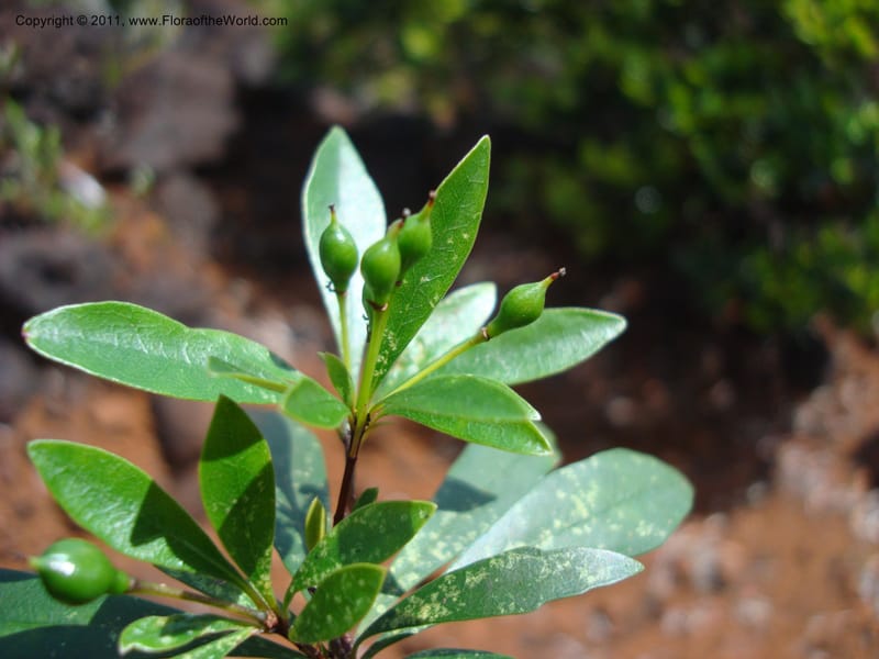 Pittosporum dzumacense, Gemmill, C 618--New Caledonia, ProvN, Plateau de Poro, 16 Nov 2007 014 (19).jpg