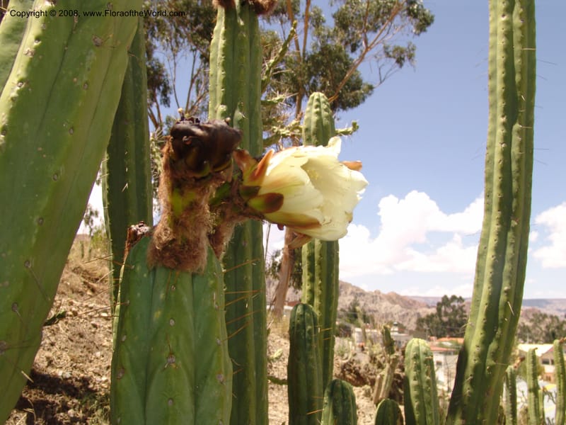 Trichocereus bridgesii--Bolivia. La Paz. Jardin Botanico La Paz. 3 Dec 04. 116.jpg