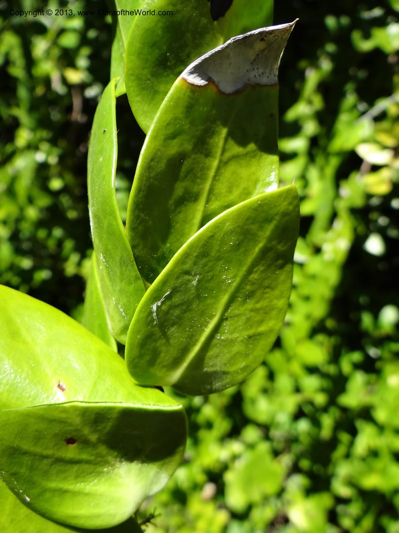 Griselinia scandens, WDS 34067--Chile. Reserva Tanume. 14 Feb 2013. DSC00747 (101).JPG