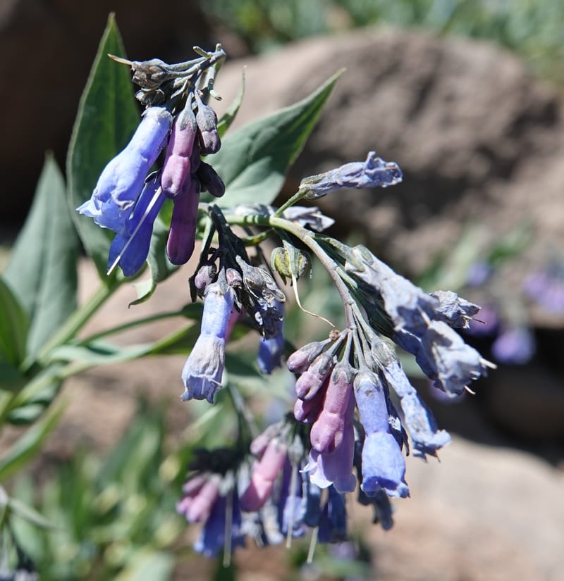 Mertensia ciliata, C. Davidson 13875--ID. Fremont Co. Sawtelle Pk. Stop 7. 30 Jul 2018. DSC08259 (1).JPG
