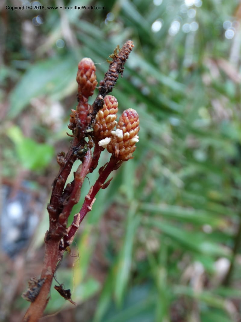 Epirixanthes, Davidson, C 12753--Sabah. Hampuan FR. 13 Oct 2014. DSC04689 (5).JPG