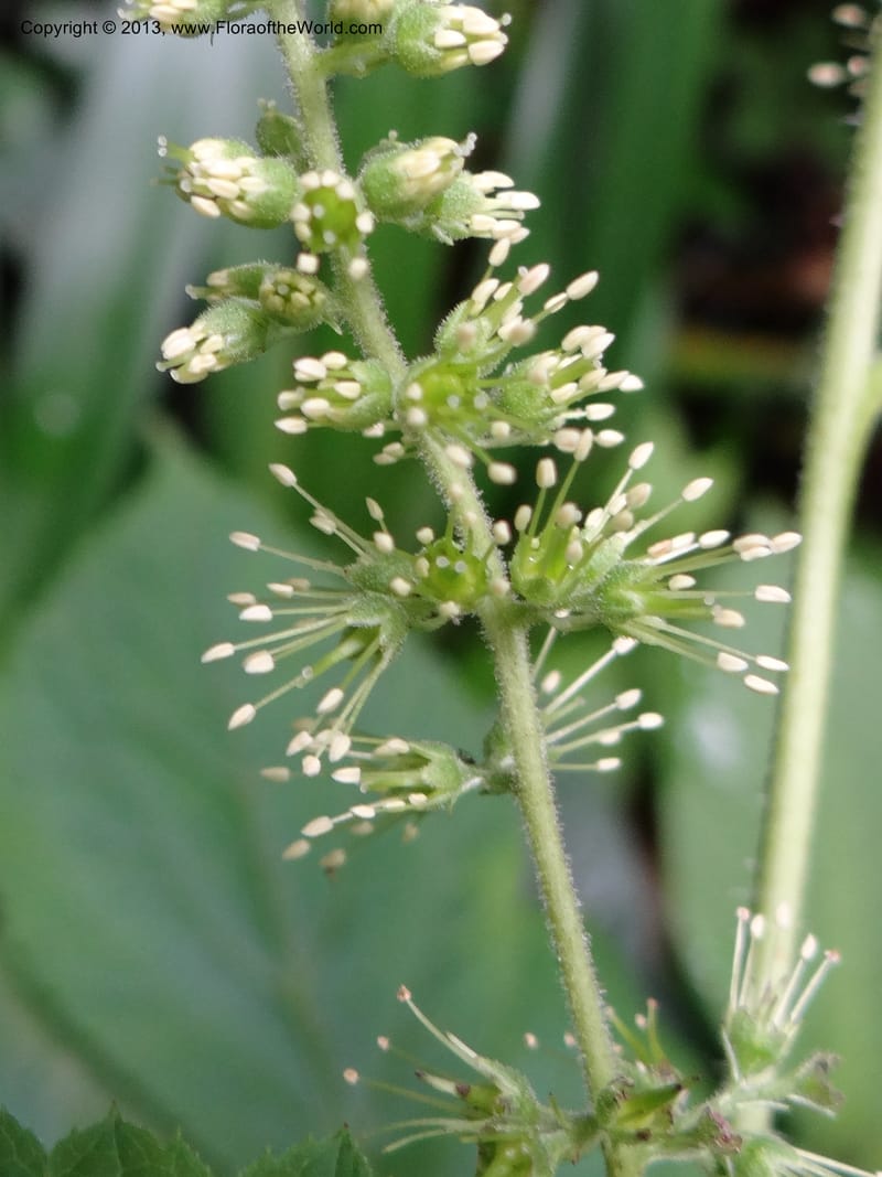 Astilbe grandis, Davidson, C 11953--China. Zhejiang Priv. Tian Mu Shan. 31 May 2012. DSC00927 (94).JPG