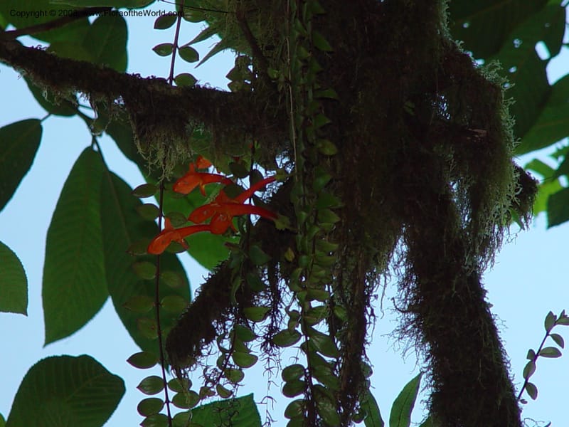 Columnea microphylla--Costa Rica. At La Paz Waterfall. 1 Mch 02. 004.jpg