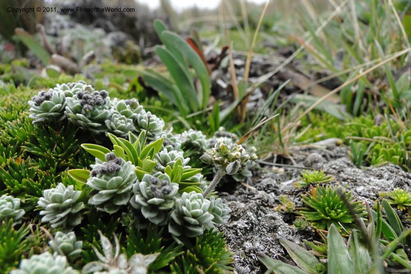 Draba, Ulloa 2022--Ecuador. Napo. Volcan Antesana. 2 Jun 2011. 206 (12).jpg