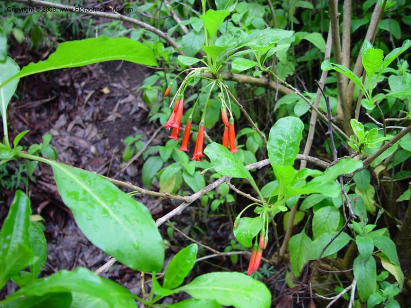 Iochroma fuchsioides--CA. UCLA. Mathias Bot. Gard. 13 Feb 03. 043.jpg