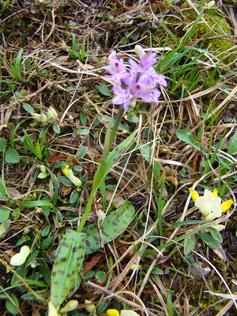 Dactylorhiza, , C. Davidson 11228--Slovenia, Stajerska Region, Menina Planina, 19 May 2008.  084 (2).jpg