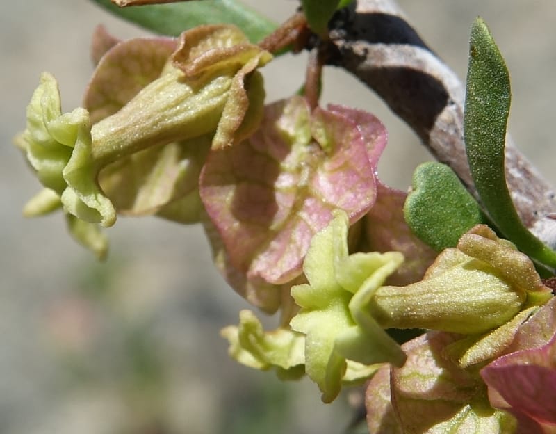 Bougainvillea spinosa, Fortunato 13089--Argentina. Hwy 150 W of Jachal. 5 Feb 2018. DSC08346 (106).JPG