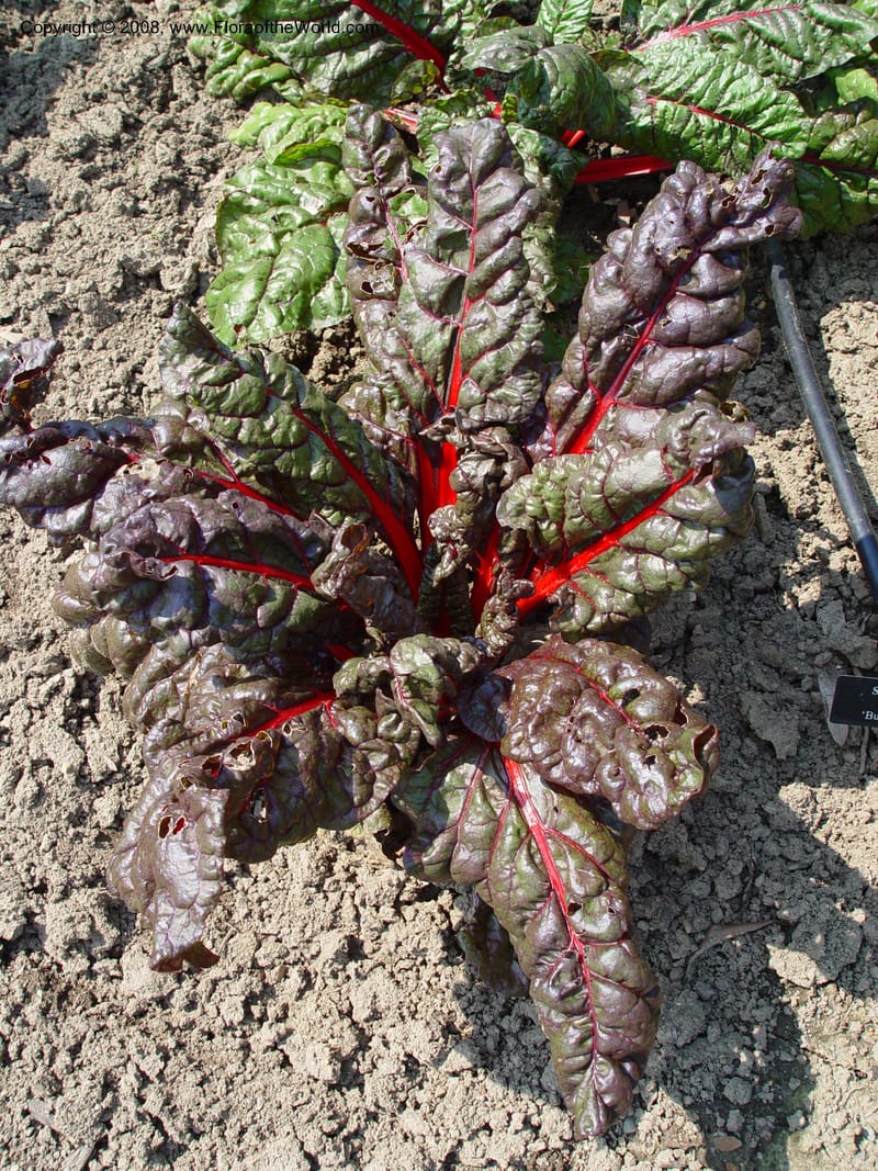 Beta vulgaris 'Burpee's rhubarb', Swiss chard--PA. Longwood Gdn. 25 Jun 03. 087.jpg